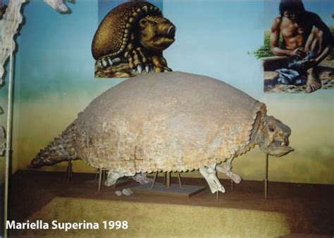 Natural History of the Armadillo