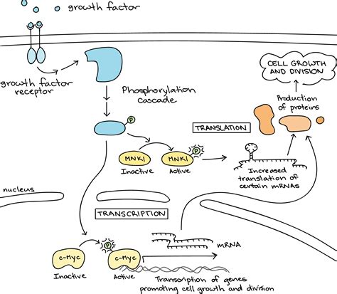 3 Stages of Cell Signaling