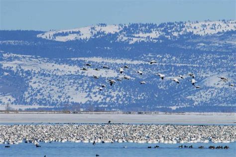 Free picture: snow, geese, migration, flight