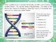 Activity Pack: DNA Marshmallow Model & Trait Translation Lab by ...