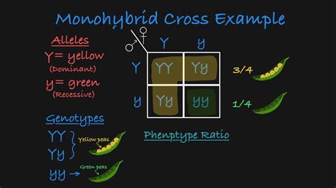 Monohybrid Cross Explained - YouTube