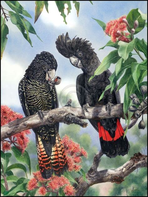 Red-tailed Black Cockatoo by Gordon Hanley | Australian native birds, Cockatoo, Beautiful birds