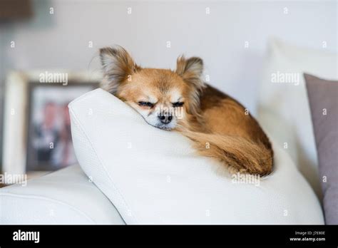 Sleeping chihuahua dog Stock Photo - Alamy