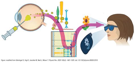 ESCRS - Designer Optogenetics to Restore Vision