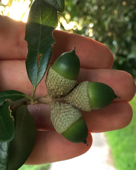 Foraging Texas: Acorn - Oak