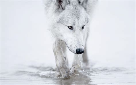 Blue Wolf Eyes Wallpapers HD - Wallpaper Cave