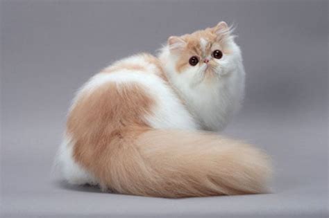 Long Haired Persian Cat Breed Information - My Persian Cat