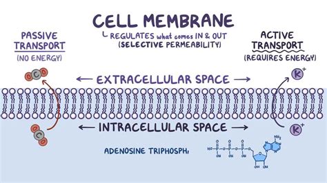 Selective permeability of the cell membrane: Video | Osmosis