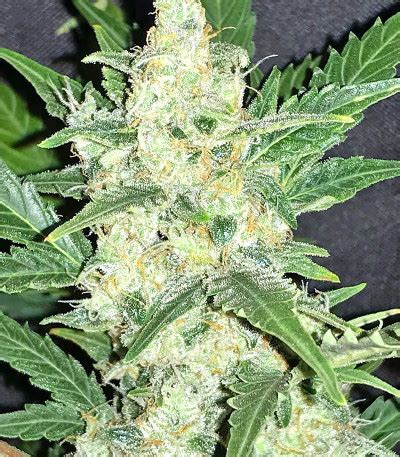 Ruderalis Indica Regular seeds for sale: information and reviews - Herbies