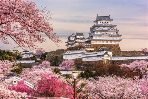 Premium Photo | Himeji japan at himeji castle during spring cherry blossom season