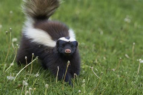 Humboldt`s Hog-nosed Skunk in Northern Patagonia, Chile Stock Photo - Image of south, cute ...