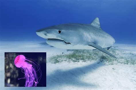 Do Sharks Eat Jellyfish? - Aquatic Animal Camp