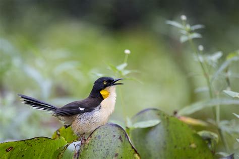 BIRDS IN THE PANTANAL – Color Purple