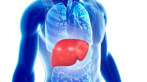 Liver Transplant in India | Rawa Health