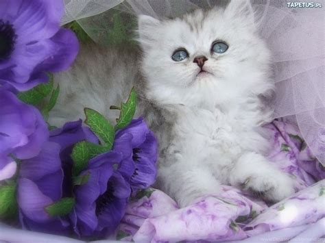 Found on Bing from www.desktopbackground.org | Cats and kittens, Cute cats, Kittens cutest