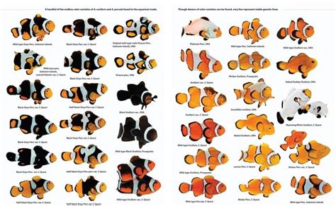 Great Clownfish chart | Reef2Reef