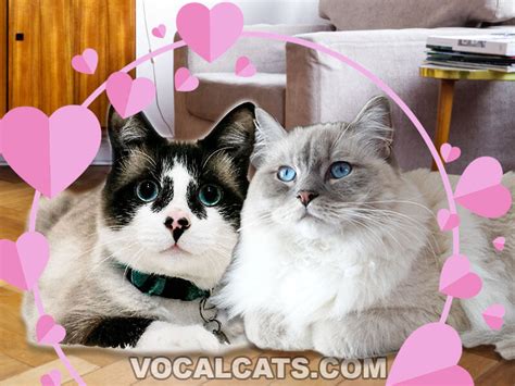 Snowshoe Ragdoll Cat: Complete Guide - Vocal Cats