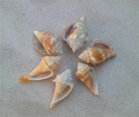 Seashells 6 Fighting Conch seashells from Sanibel Island