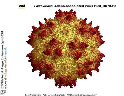 Adeno associated virus - Alchetron, The Free Social Encyclopedia