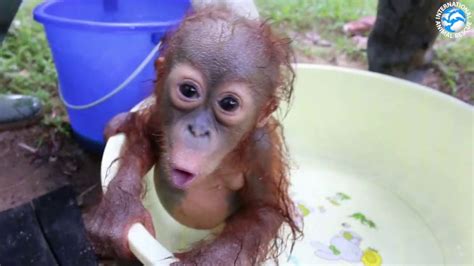 Orangutan | International Animal Rescue