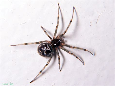 Cobweb Spider - Steatoda triangulosa - North American Insects & Spiders