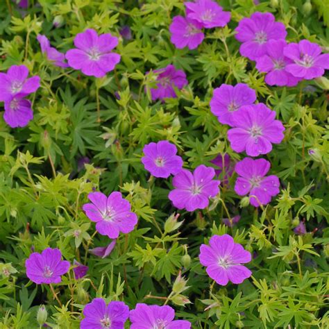 Geranium sanguineum 'New Hampshire Purple' | White Flower Farm