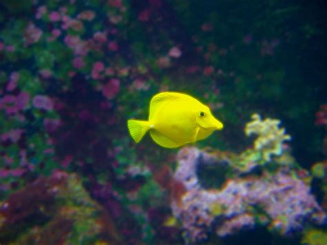 Yellow Fish Free Stock Photo - Public Domain Pictures