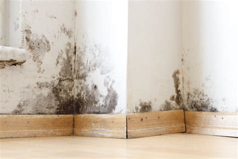 Airborne Mould Spores: What You Need to Know