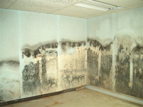 Mold in Basement Walls » The Money Pit