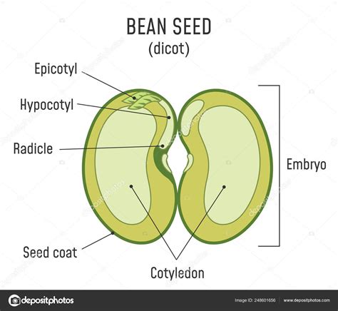 Bean Seed Structure Dicot Stock Vector by ©fancy.tapis.gmail.com 248601656