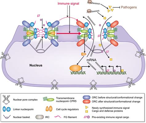 Nuclear Pore Complex Transport