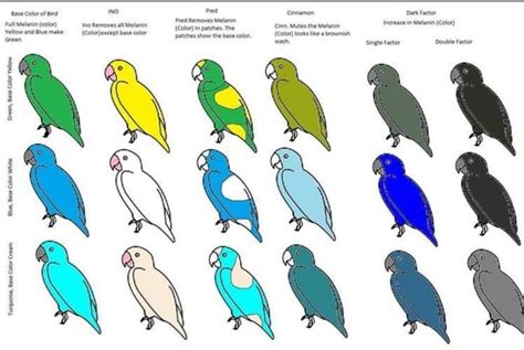 Lineolated Parakeet color chart | Parakeet colors, Parakeet, Color