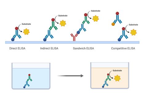 ELISA | Applications | Resources | Biomol GmbH - Life Science Shop