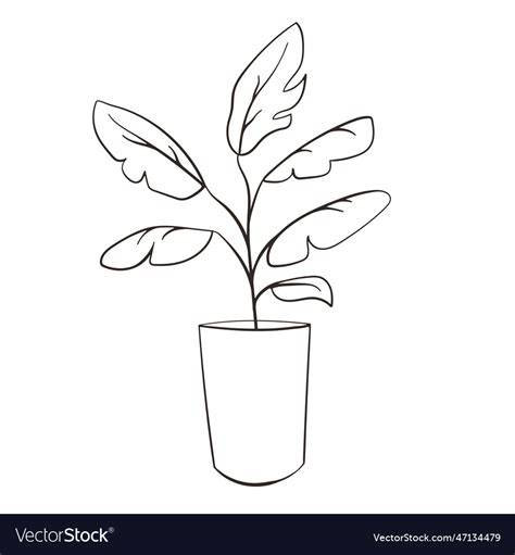 Banana tree line art style contour drawing Vector Image