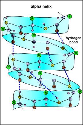 Alpha helix; hydrogen bond Mcat Prep, A Level Biology, Hydrogen Bond, Helix, Dna, Alpha, Protein ...