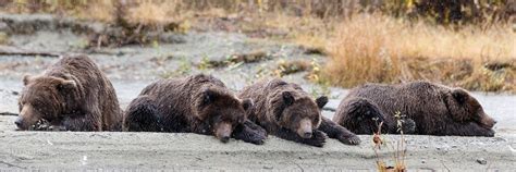 Wildlife & Bird Photography of Alaska - Jeff Schultz Photography