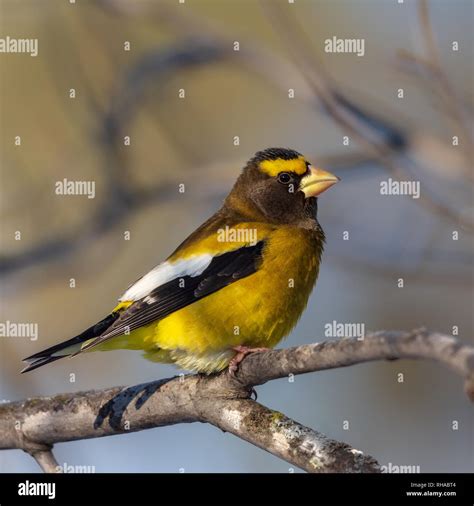 Evening grosbeak male coccothraustes vespertinus hi-res stock photography and images - Alamy