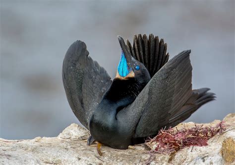 Brandt's Cormorant | Audubon Field Guide