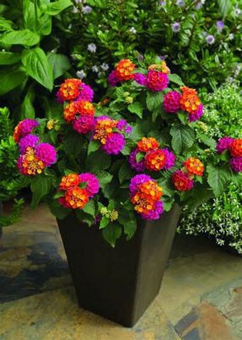 6 amazing tips for having a winter garden in your apartment | Lantana plant, Container gardening ...