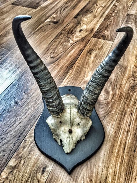 Antique mounted waxed Gazelle horns on wooden shield