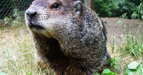 Michigan's Official Groundhog 'Woody' Predicts An Early Spring - CBS Detroit