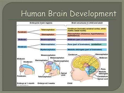 PPT - NERVOUS SYSTEM PowerPoint Presentation, free download - ID:1948842