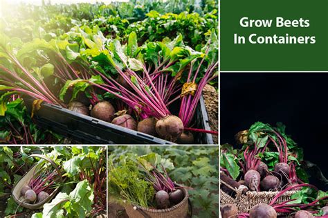 How To Grow Beetroot In Containers and Pots? - EmbraceGardening