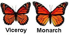 Viceroy Butterfly Vs Monarch