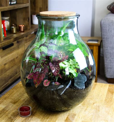 Medium Wide Neck Closed Glass Bottle Terrarium 15 litre for indoor plants – The Art of Succulents