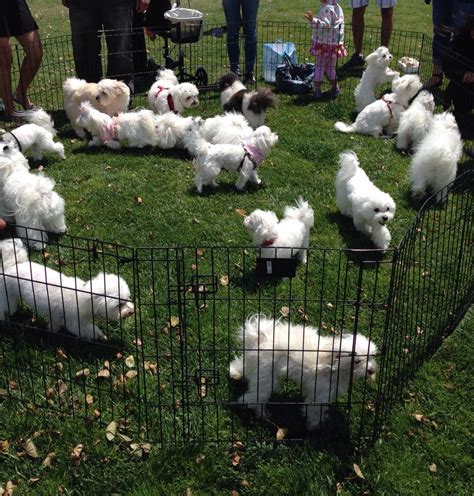 Maltese play group | Maltese dogs, Teacup puppies maltese, Maltese puppy