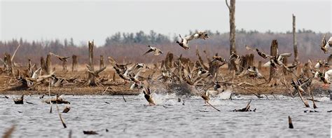 DIY Duck Habitat Management on Your Land | Great Days Outdoors