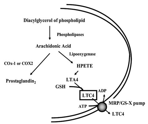 Leukotriene biosynthesis and transport by the MRP1/GS-X pump.... | Download Scientific Diagram