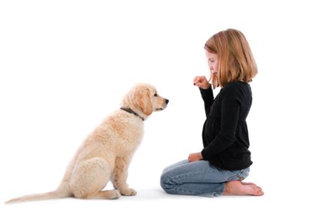 Paws Off - Puppy School & Puppy Training in Surrey, Hampshire ...