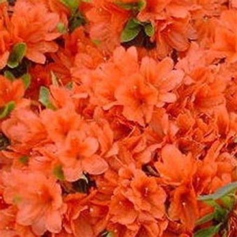 Azalea Orange Beauty Evergreen | SPD Fife | Orange azalea, Azaleas, Orange azalea bush